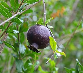 Black Pomegranate Fruit Seeds for Planting - Organic, Non-GMO, Ideal for Ornamental Gardens